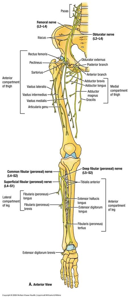 Sciatica is a common form of radicular pain. LECTURE 10 - ANT/MED THIGH/KNEE at Touro University (NV ...