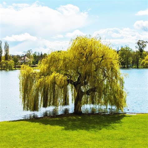 Weeping Golden Willow Trees For Sale Online The Tree Center