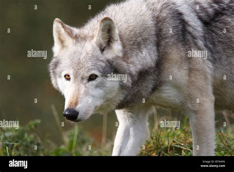 A North American Gray Wolf Stock Photo Alamy
