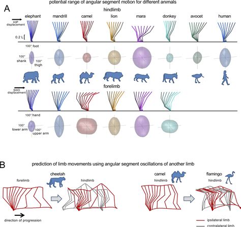 A Kinematic Synergy For Terrestrial Locomotion Shared By Mammals And