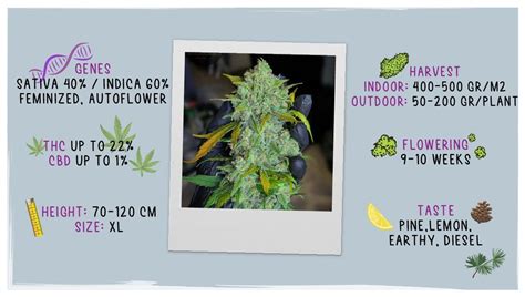 Stardawg Auto Cannabis Strain Week By Week Guide Fast Buds