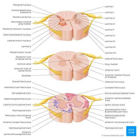 Learn The Spinal Cord With Diagrams And Quizzes Kenhub