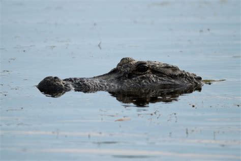 88 Year Old Woman Mauled To Death By Massive Alligator In South
