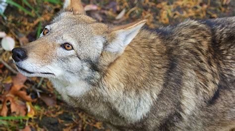 Eight Years Until Red Wolf Extinction The Revelator