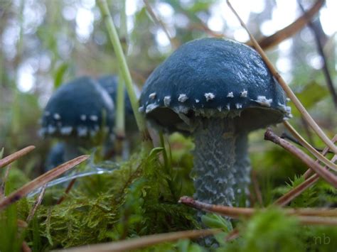 Stropharia Aeruginosa Aka Verdigris Agaric Wild Mushrooms Stuffed