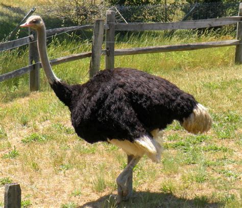 Can You Have An Ostrich As A Pet Care Guide Legality And Faq Pet Keen
