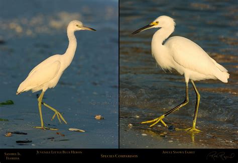 Egrets And Herons Heron Nature Photography Wildlife