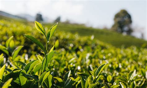 Dont Plant Tea Without Reading This First Complete Guide To Tea Plant