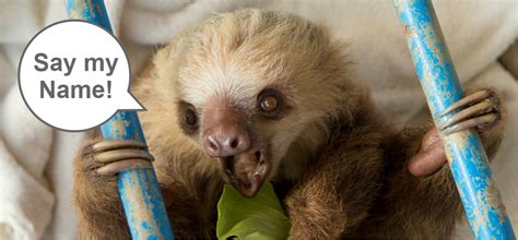 Slothopedia The Sloth Conservation Foundation