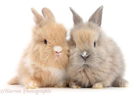 Two Cute Baby Lionhead Bunnies Sitting Together Photo Wp47614