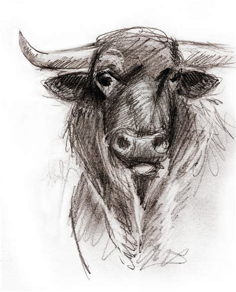 Bull Head Sketch Drawing By Robert Douglas Fine Art America