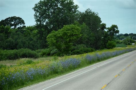 At times, two flowers that look they do tend to be high maintenance flowers though. Blue Flowers Along Highway | Dick 'n Debbie's Travels