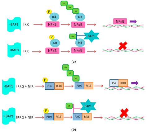 Cancers Free Full Text Loss Of Bap1 Is Associated With Upregulation