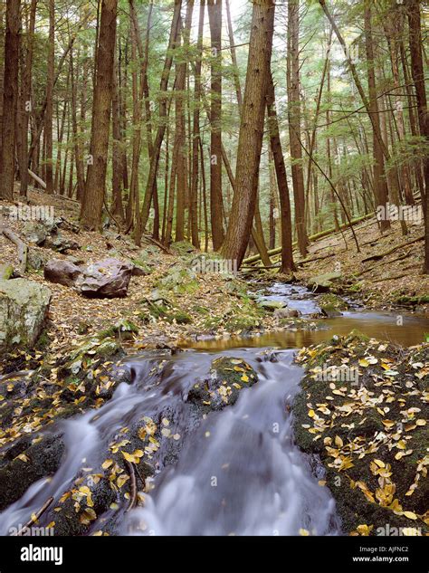 Old Growth Cedar Forest Tillman S Ravine New Jersey Stock Photo Alamy