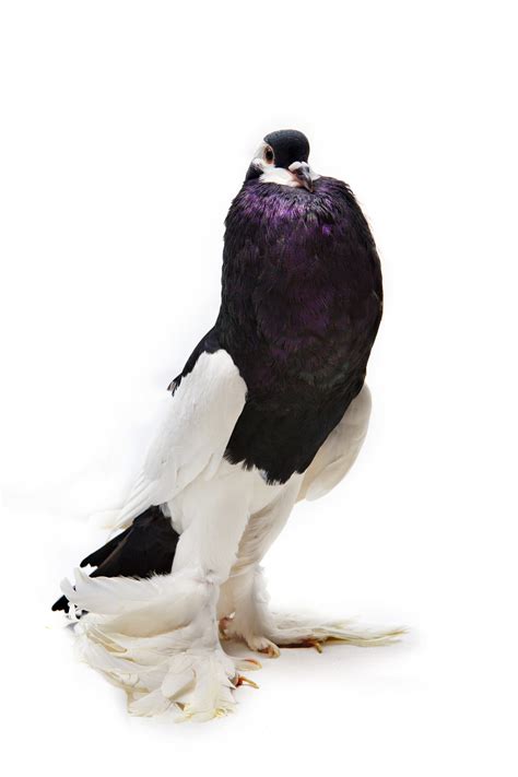 Fancy Pigeon Portraits Of Egyptian Pigeon Breeds · David Degner
