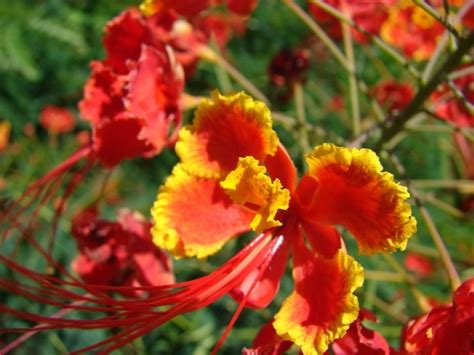 Caesalpinia Pulcherrima Gorgeous Flower And Drought Resistant Shrub Flowering Trees Flower