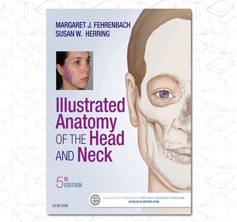 Illustrated Anatomy Of The Head And Neck Dent13
