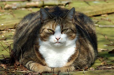 Overweight Cat Stock Photos Pictures And Royalty Free Images Istock