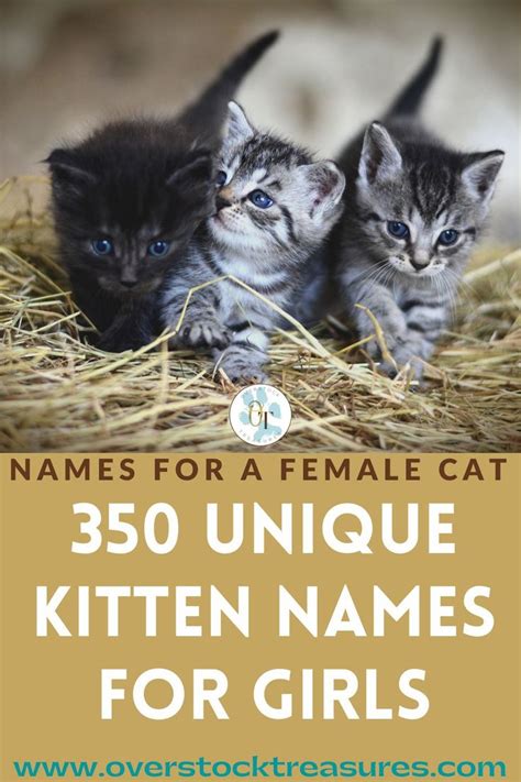 350 Unique Kitten Name Girl Имена котят Клички для кошек Имена кошек