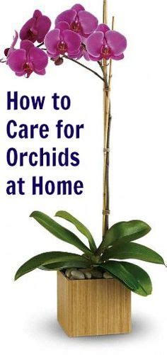 How To Grow And Care For Orchids Indoors The Garden Glove