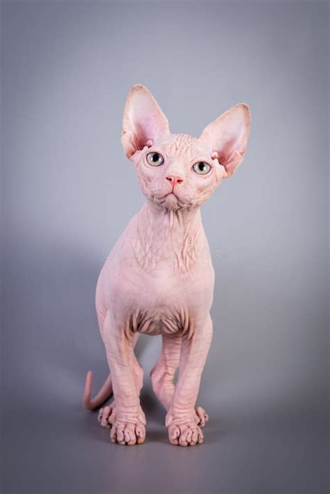 Sphynx Canadian Hairless Kitten On Grey Background Studio Photo Stock