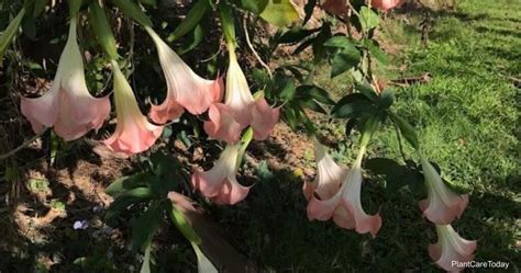 Angel Trumpet Winter Care How To Overwinter Brugmansia Plants
