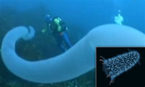 The Deep Sea Creature That Glows Grows Up To 30 Metres
