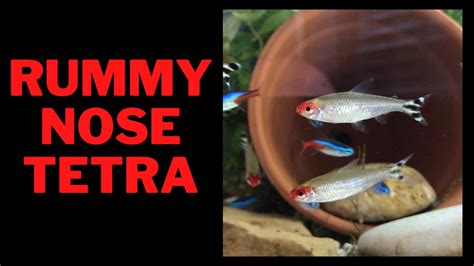 Rummy Nose Tetra Care Guide Youtube