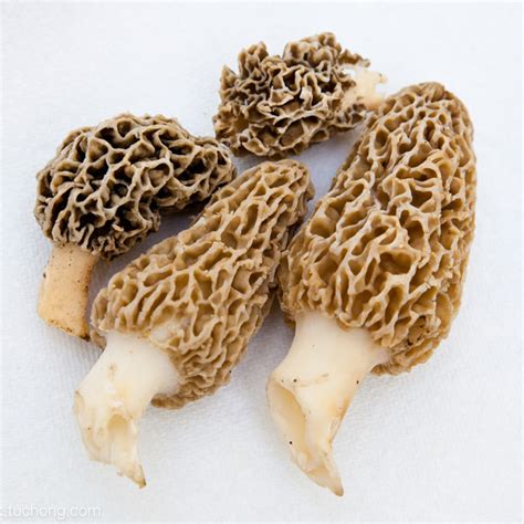 Dried Morel Export Price Morchella Morel Mushroom with High Quality ...