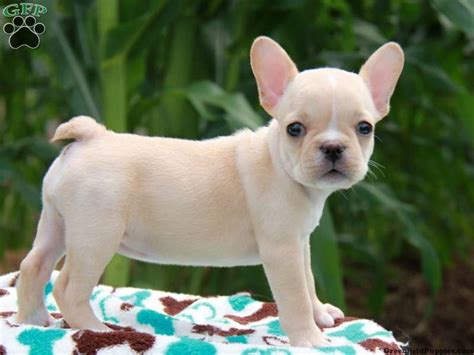 Estimating under 10 lbs and super cute. Kamela - Mini French Bulldog - French Bulldog Puppy For ...