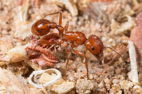 Californian Harvester Ant Pogonomyrmex Californicus Entomology Today