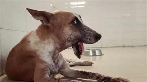 Rescued Street Dog With Broken Jaw Mandible Fracture And Reunite With