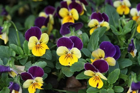 Pansies Why The Arboretum Looks Beautiful Even During The Deepest Cold