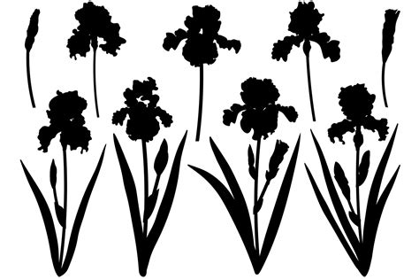 Flowers Irises Silhouettes Vector Irises Svg Flowers Svg By