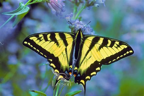 Butterfly Western Tiger Swallowtail Papilio Rutulus Picture Tom
