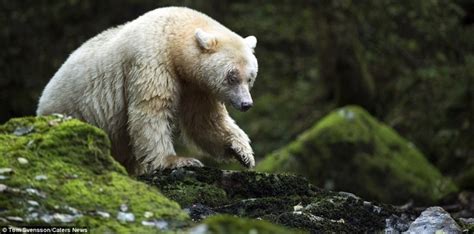 Rare Kermode White Bears Spirit Bear Spotted In Bc Photo