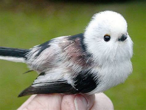 The Cutest Bird In The World Rcuteanimals