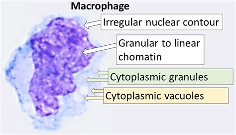 Difference Between Granulocytes And Agranulocytes