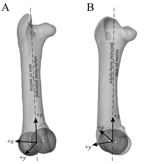 Cancellous Bone And Theropod Dinosaur Locomotion Part I—an Examination