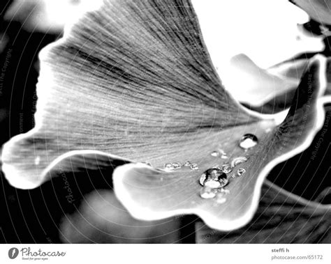 Ginko After The Rain Leaf A Royalty Free Stock Photo From Photocase