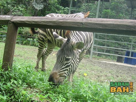 Maybe you would like to learn more about one of these? Lok Kawi Wildlife Park Zoo, Kota Kinabalu - SabahBah.com