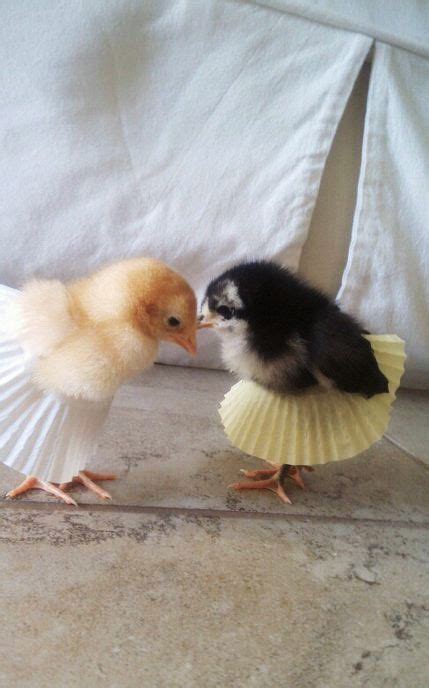 Chicklets In Cupcake Paper Tutus If I Had Chickens I