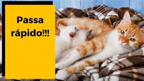 GestaÇÃo De Gatos Quanto Tempo Dura A Gestação De Gato 😻 Youtube