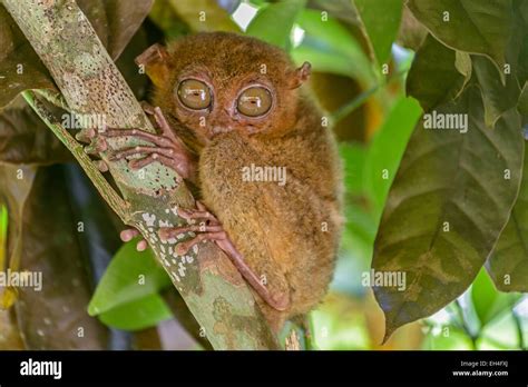 Philippines Visayas Archipelago Bohol Island Tarsier Carlito Syrichta The Smallest Primate