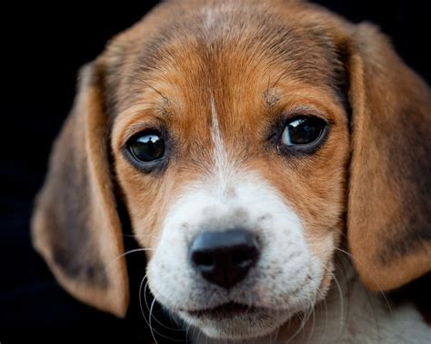 Beagle Eyes Beagle Puppy Beagle Dog Cute Beagles