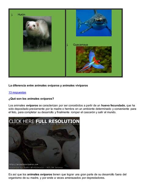 Animales Vivíparos Y Ovíparos Pdf