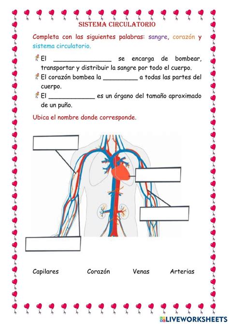 Sistema Circulatorio Sin Nombres Para Imprimir En Pdf Vrogue Co