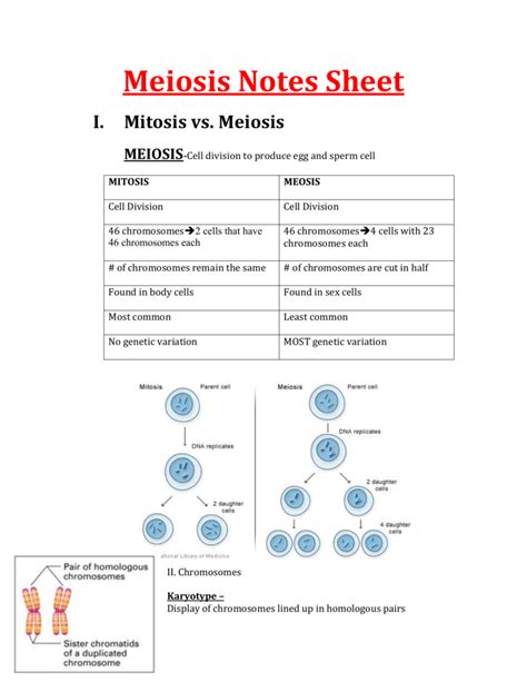 Meiosis Notes Sheet Mitosis Vs Meiosis Meiosis