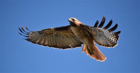 Red Tailed Hawk Quotes 71 Inspirational Sayings Proverbs Lyrics