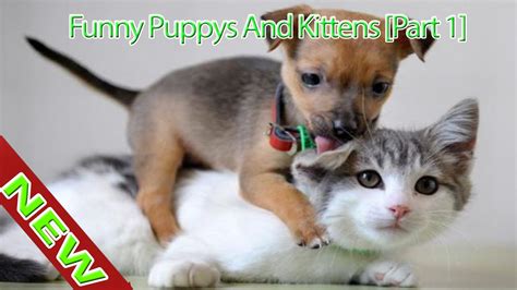 Funny Puppys And Kittens Compilation 2016 Funny Video